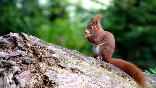 Unsere Eichhörnchen (Geheimnisvolle Eichhörnchen)