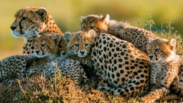 Die fünf Geparde – Gemeinsam durch die Serengeti
