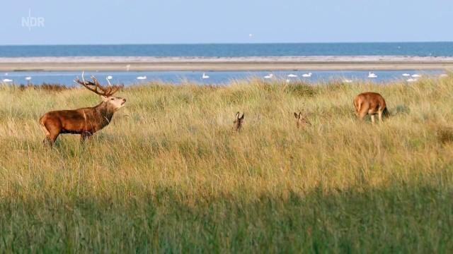Die Halbinsel Fischland-Darß-Zingst – Naturparadies an Ostsee und Bodden