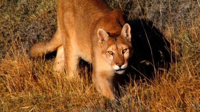 Jäger der Anden - Der Puma