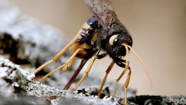 Festmahl der Tiere