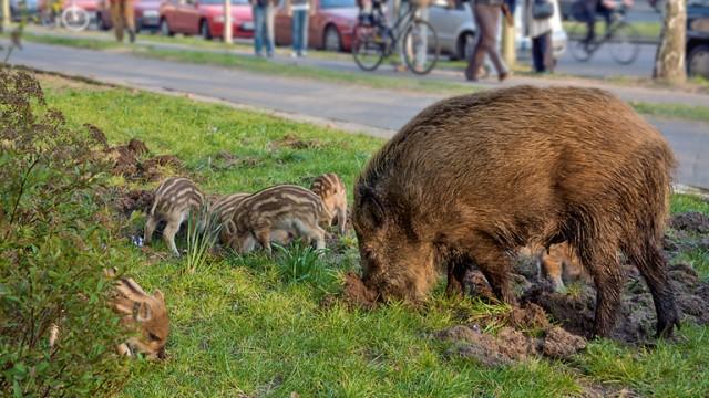 Wilde Tiere in der Stadt