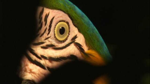 Mythos Amazonas (3) - Alarm im Regenwald