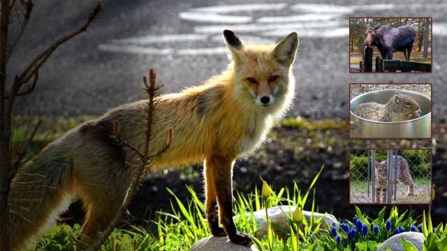 Urban Wildlife