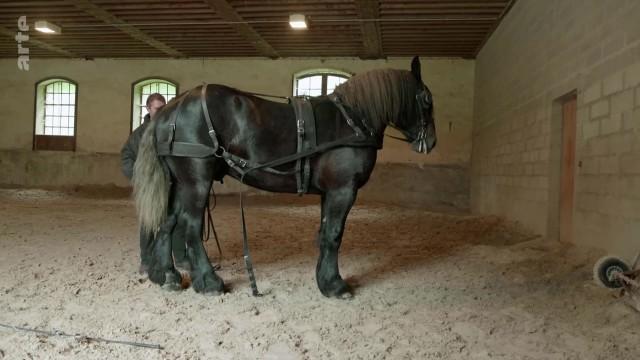 Percheron, das Kraftpaket mit einer Pferdestärke