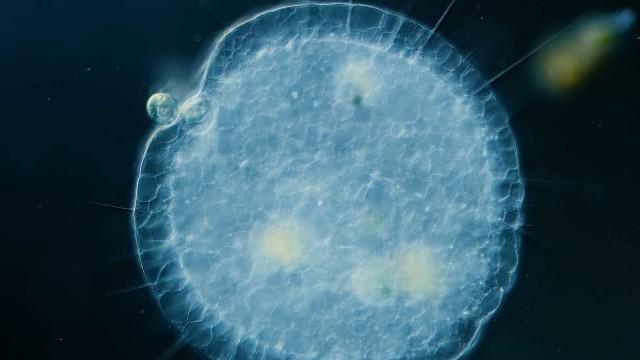 Heliozoa: Round, Sticky, and Covered in Spikes