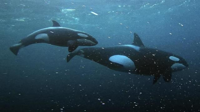 Die Sprache der Tiere