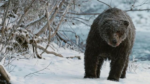 Yukon's Wild Grizzlies