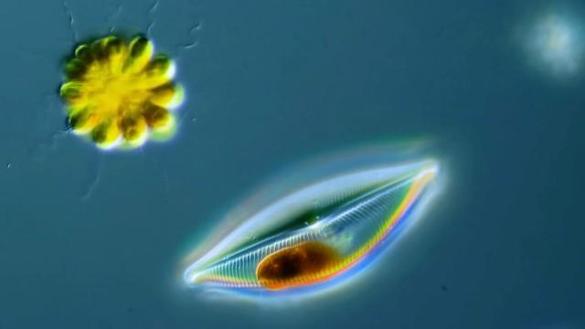 How Diatoms Build Their Beautiful Shells