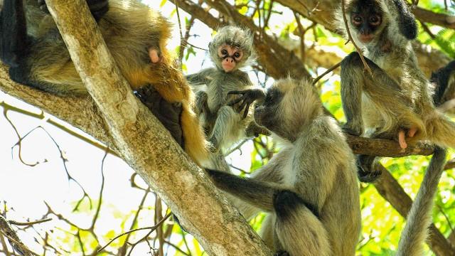 Naturwunder Costa Rica - Rückkehr zur Wildnis