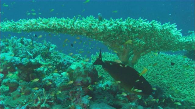 Coral Reefs