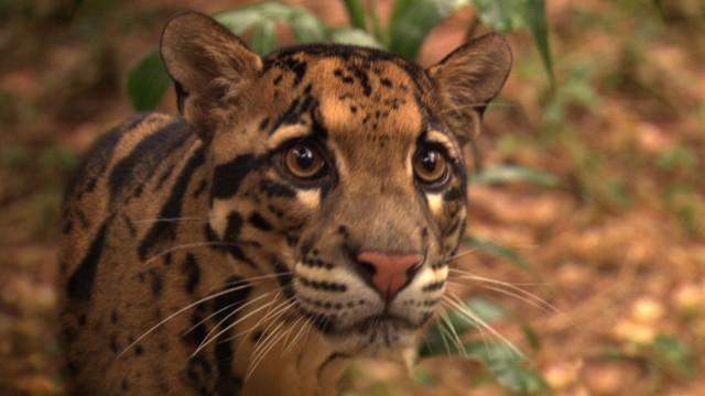 Ghost Cat: Saving the Clouded Leopard