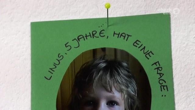 Geheimnis vom Stecknadelkopf|   Lolas eigener Wartepflanze|   Pollenflugvorhersage|   Shaun das Schaf: Maulwurfshügel