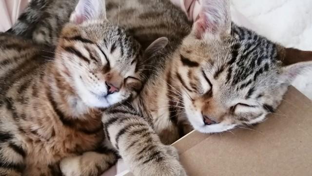 Floués par un éleveur de chats sans scrupules