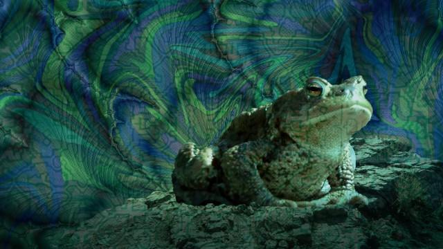 Frog And Toad Medicine
