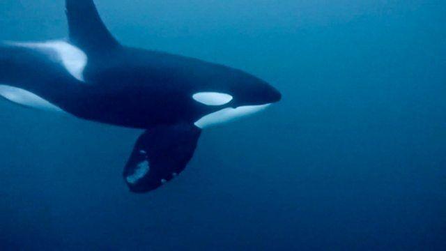 Whale Watching in the Arctic