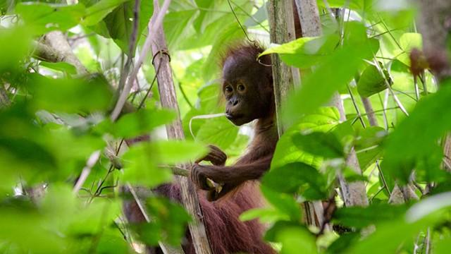 Borneo, ihmeiden saari