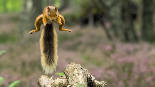 Wildnis, Whisky, Highlands - Schottlands Quell des Lebens