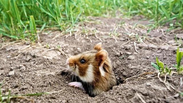 Der kleine Held vom Hamsterfeld