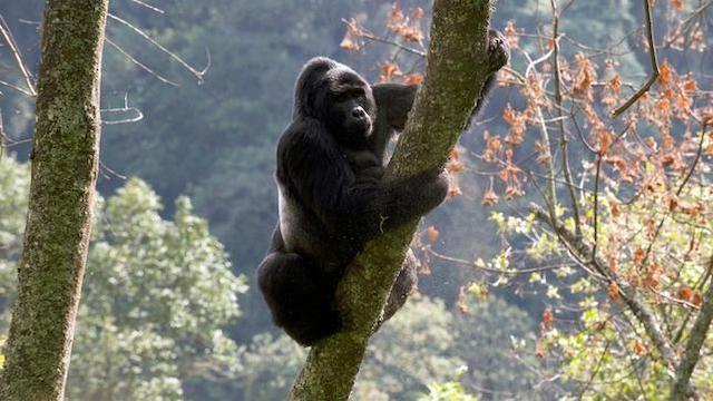 Wildes Uganda