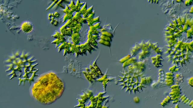 The Diversity of Shapes in the Microcosmos