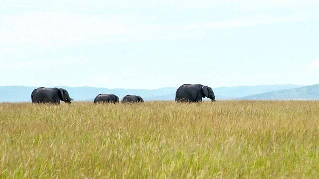 Kenyans on Safari