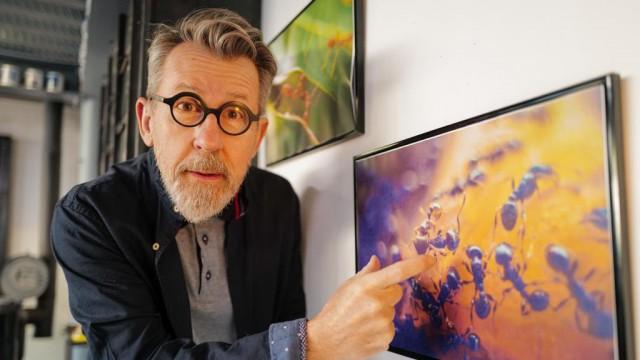 Les fourmis, une organisation secrète !
