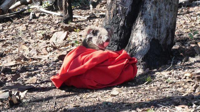 Bushfire Special