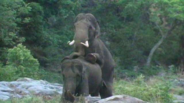 La TV inventa le documentaire animalier