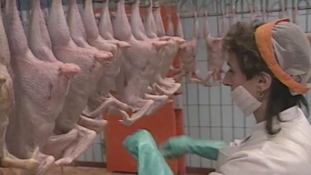La TV inventa la défense des animaux