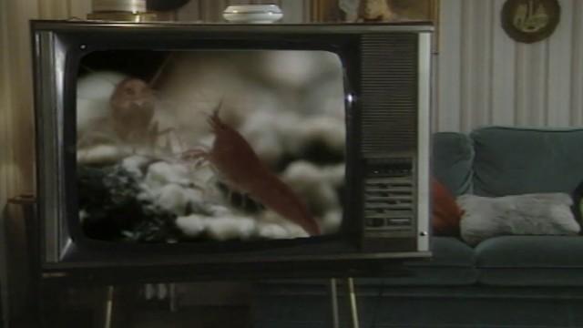 La TV inventa la TV qui marche toute seule