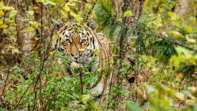 Der Sibirische Tiger - Seele der russischen Wildnis