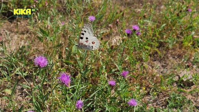 Warum ist der Apollofalter so selten?|   Ein Fall für Freunde: Honigdieb|   Käpt’n Blaubär: Bäralus und Blödalus