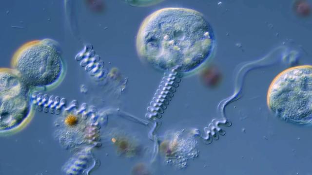 Flinching Saves Lives in the Microcosmos
