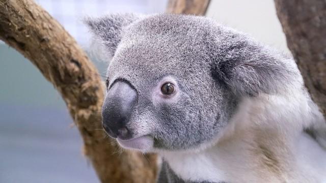 Australia's Wildlife: After the Fires