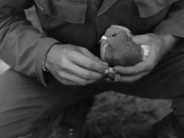 Medieval Weapons/Lewis Gun/Carrier Pigeons/Gliders in Combat/Anti-Tank Missile/Ejection Seats