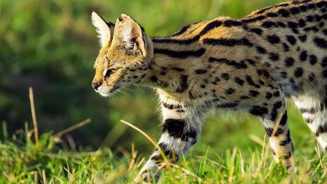Servale - Afrikas unbekannte Katzen
