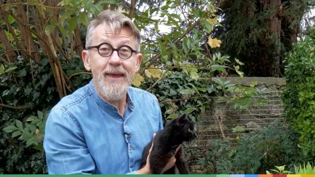 Chez Jamy - Herbe et cataire : pourquoi nos chats sont fans ?