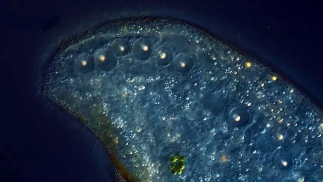We Dipped Our Lens in Oil to See More Detail