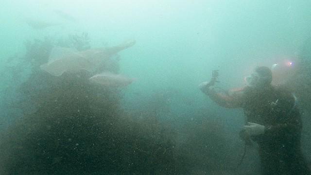 DASH海岸イカの王様の産卵を助けたい