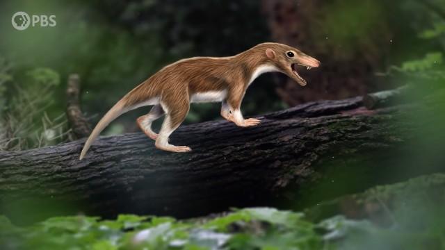 The Traits That Spawned the Age of Mammals