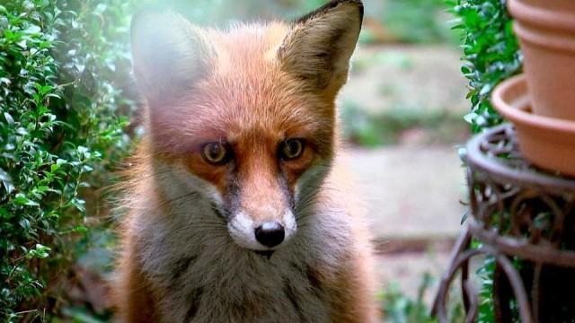 Stadt, Land, Fuchs