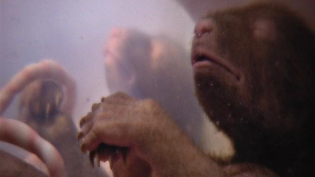 A Baby Grizzly's Story