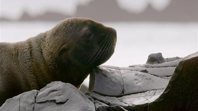 A Baby Sea Lion's Story