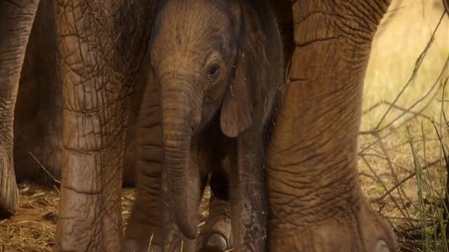 A Baby Elephant's Story