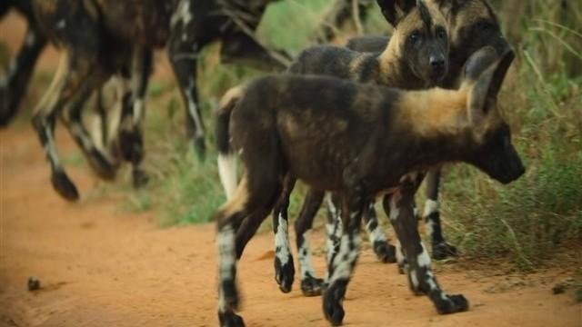 A Baby Wild Dog's Story