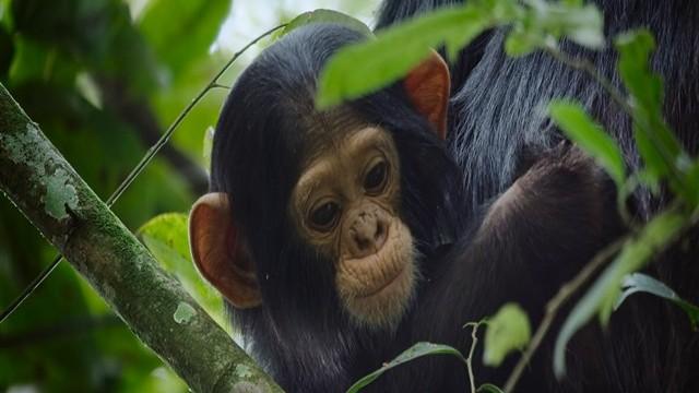 A Baby Chimp's Story