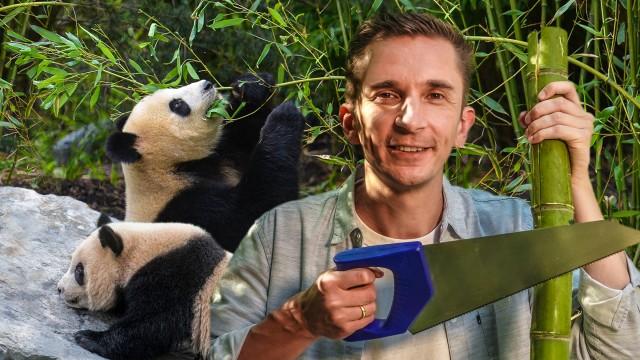 Knuffig und bedroht – wie retten wir die Pandabären?