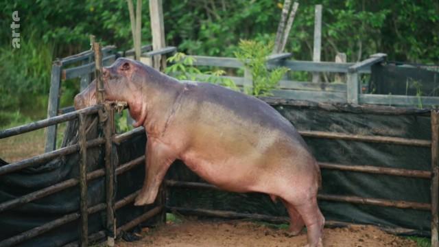 Kolumbiens Kokain-Hippos