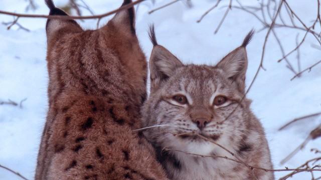 Wildes Baltikum (1): Die geheimnisvollen Moorwälder
